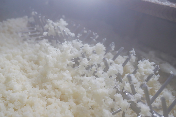 冷ました米で米麹をつくります。